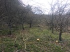 REZERVOVÁNO: Pronájem ovocného sadu v obci Borač u Tišnova